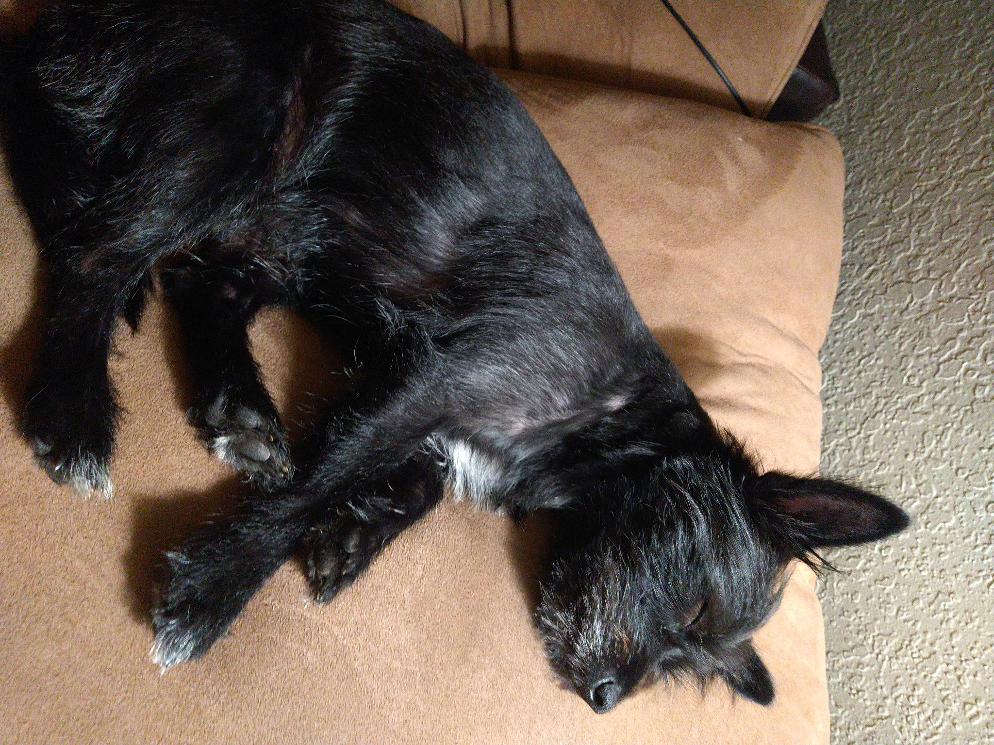 Muddy joined the competition — help win amazing prizes! black_cat, carnivore, cat, claw, comfort, companion_dog, couch, dog_breed, domestic_short_haired_cat, felidae, foot, fur, mammal, paw, small_to_medium_sized_cats, sporting_group, tail, vertebrate, whiskers, working_animal