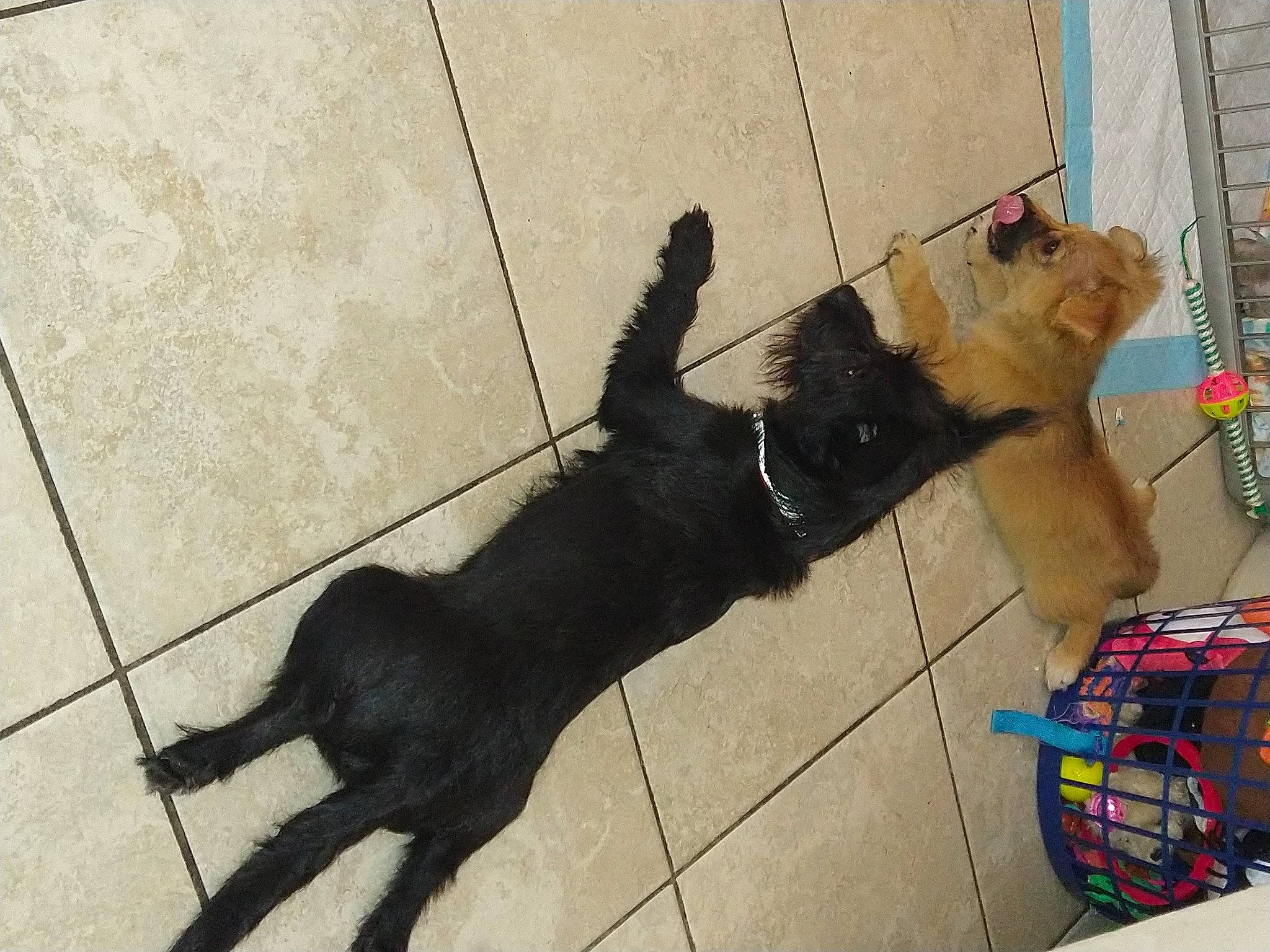 Muddy joined the competition — help win amazing prizes! carnivore, collar, companion_dog, dog, dog_breed, dog_supply, fawn, felidae, floor, flooring, fur, leash, paw, pet_supply, shadow, small_to_medium_sized_cats, snout, sporting_group, tail, working_animal