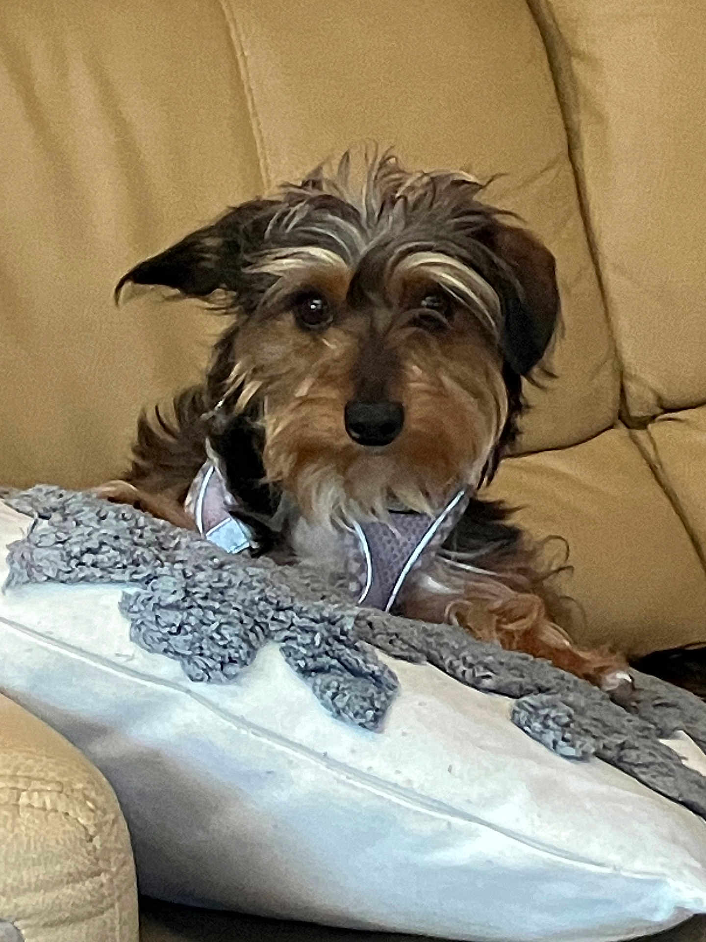 Deuce joined the competition — help win amazing prizes! dog, small_dog, mixed_breed, terrier, face, fur, eyes, nose, ear, harness, couch, sofa, pillow, blanket, indoor, living_room, pet, portrait, cozy, relaxed