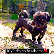 Benji joined the competition — help win amazing prizes! dog, small_dog, black_dog, sneakers, pet, outdoor, garden, sunny, blurred_background, sand, grass, collar, tag, pet_accessories, cute, animal, canine, yard, footwear, text_overlay