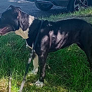 Pantufa a rejoint le concours — aidez-le/la à gagner de superbes lots ! dog, black_and_white, grass, leash, outdoor, sunlight, shadow, parked_car, canine, pet, animal, tongue_out, side_view, nature, daytime, happy, standing, muzzle, ears, tail