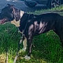 dog, black_and_white, grass, leash, outdoor, sunlight, shadow, parked_car, canine, pet, animal, tongue_out, side_view, nature, daytime, happy, standing, muzzle, ears, tail