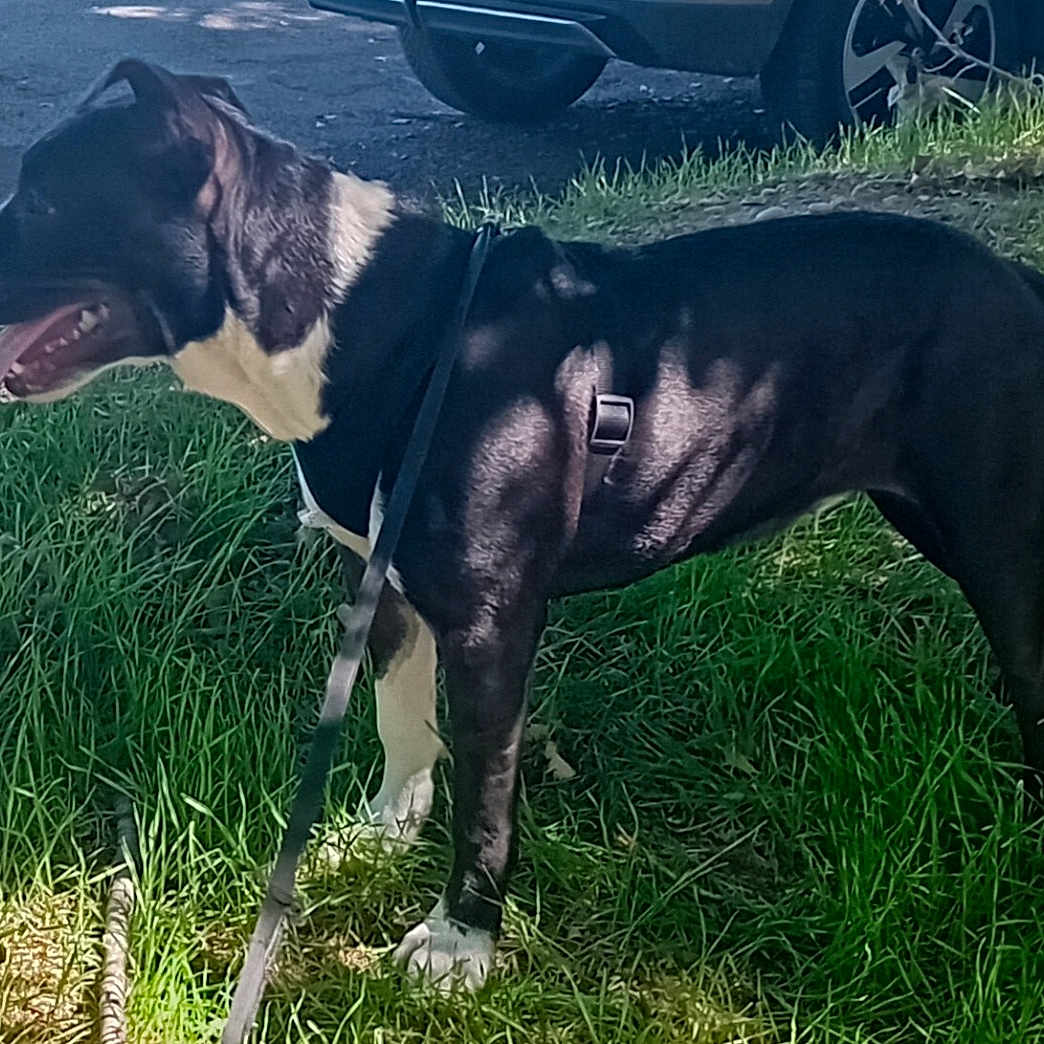 Pantufa a rejoint le concours — aidez-le/la à gagner de superbes lots ! animal, black_and_white, canine, daytime, dog, ears, grass, happy, leash, muzzle, nature, outdoor, parked_car, pet, shadow, side_view, standing, sunlight, tail, tongue_out