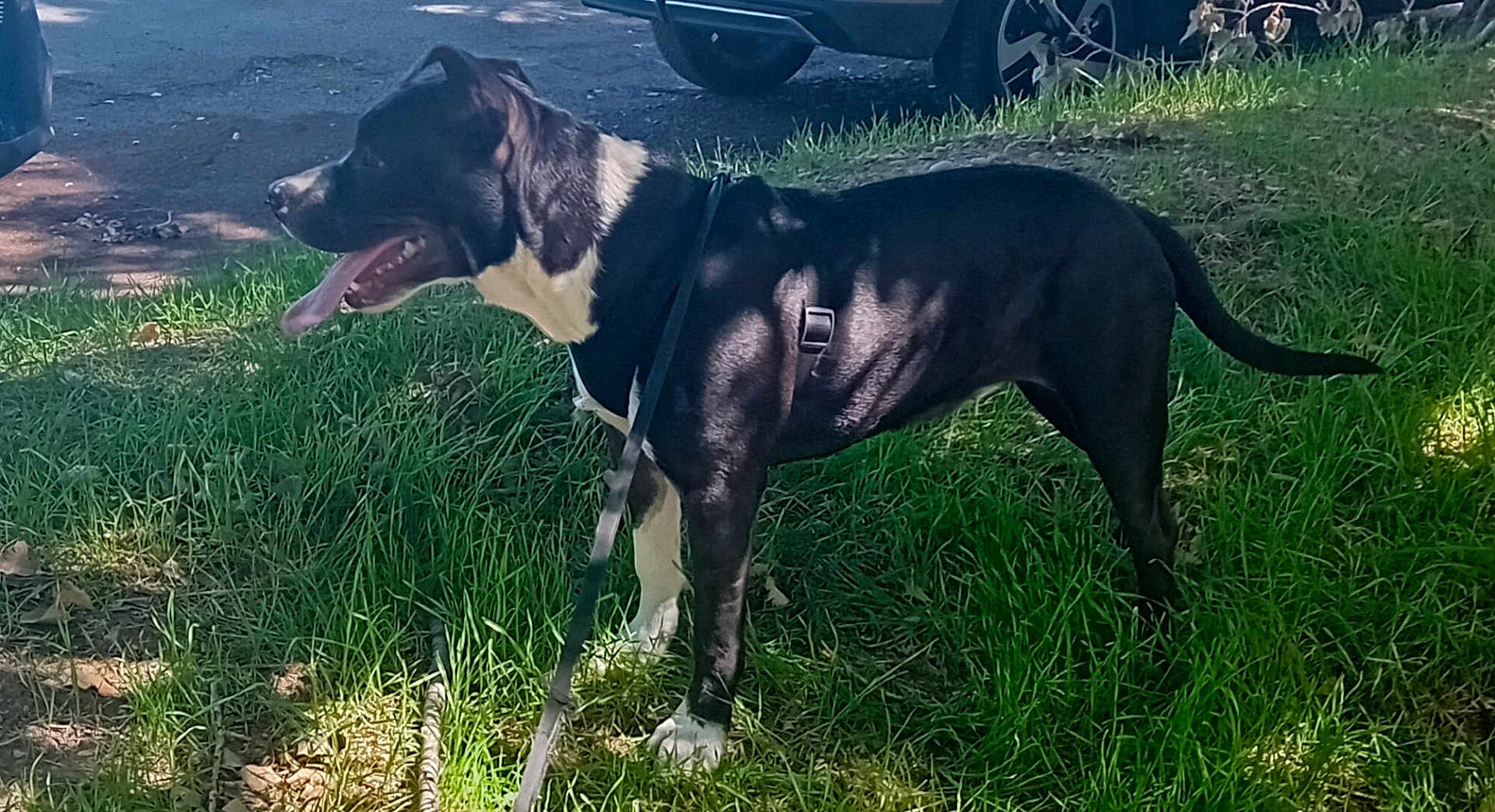 Pantufa a rejoint le concours — aidez-le/la à gagner de superbes lots ! dog, black_and_white, grass, leash, outdoor, sunlight, shadow, parked_car, canine, pet, animal, tongue_out, side_view, nature, daytime, happy, standing, muzzle, ears, tail