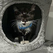 Java joined the competition — help win amazing prizes! kitten, cat, tuxedo_cat, blue_collar, bell, cat_condo, gray, furniture, pet, indoor, cute, animal, whiskers, fur, small, sitting, cozy, home, portrait, curious