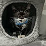 kitten, cat, tuxedo_cat, blue_collar, bell, cat_condo, gray, furniture, pet, indoor, cute, animal, whiskers, fur, small, sitting, cozy, home, portrait, curious
