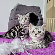 Solé Otoole is registered to the contest to win money with this photo: alert, animal, cat, curious, cute, feather, feline, fur, gray_cat_house, indoor, kitten, pet, playful, purple_blanket, resting, striped, tabby, toy, whiskers, young