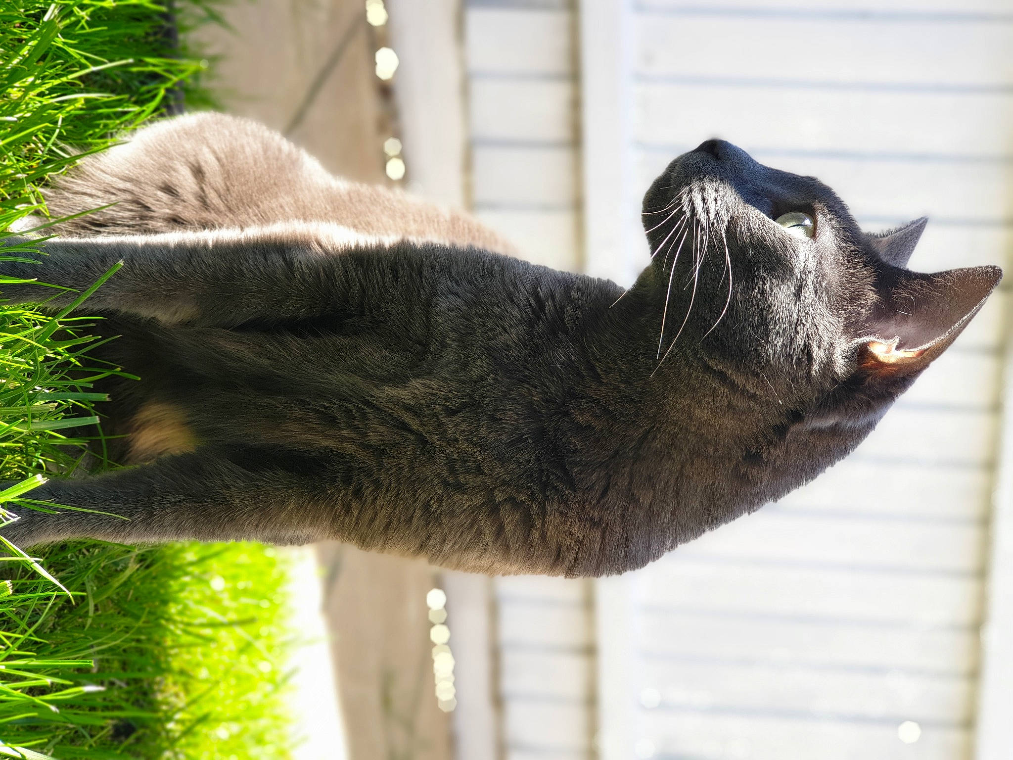 Gia joined the competition — help win amazing prizes! canidae, carnivore, cat, chartreux, domestic_short_haired_cat, felidae, fur, nebelung, plant, russian_blue, small_to_medium_sized_cats, snout, tail, whiskers