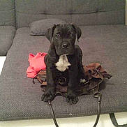 Jeryko a rejoint le concours — aidez-le/la à gagner de superbes lots !