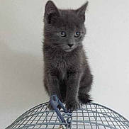 Chita a rejoint le concours — aidez-le/la à gagner de superbes lots !