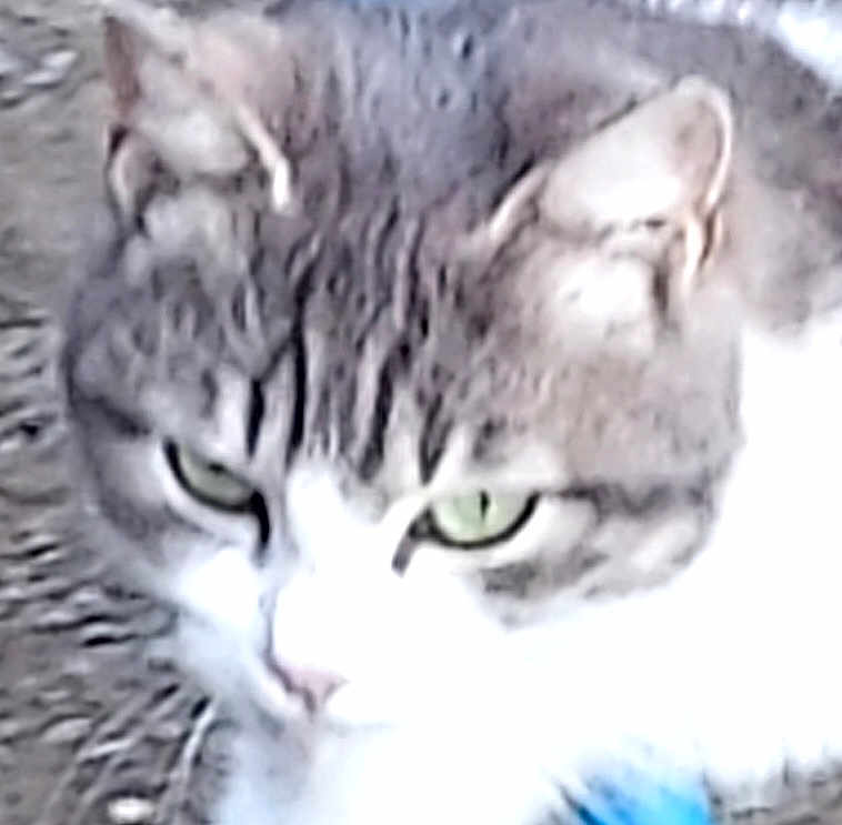 Gismo