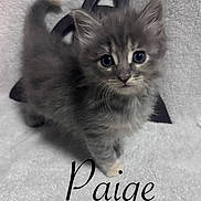 Paige joined the competition — help win amazing prizes! kitten, gray_cat, fluffy, pet, animal, cute, indoor, soft_texture, curious_eyes, small, young, whiskers, tail, feline, portrait, closeup, background_shape, name_text, cozy, domestic