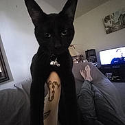 M.e.o.w. joined the competition — help win amazing prizes! bell, black_cat, casual, cat, collar, couch, feet, furniture, home, indoor, lamp, living_room, person, pet, relaxing, tattoo, tattooed_arm, television, wall_art, window