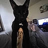 bell, black_cat, casual, cat, collar, couch, feet, furniture, home, indoor, lamp, living_room, person, pet, relaxing, tattoo, tattooed_arm, television, wall_art, window