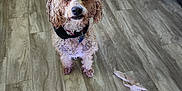 Tidbit is registered to the contest to win money with this photo: dog, curly_hair, pet, indoor, floor, wooden_floor, toy, sneakers, looking_up, brown, white, collar, playful, animal, companion, curled_fur, flooring, domestic, cute, small_dog