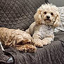 Tidbit joined the competition — help win amazing prizes! dog, curly_hair, sofa, quilted_cover, brown, pet, indoor, resting, lying_down, sitting, fur, cute, companion, domestic_animal, cozy, relaxed, household, animal, paw, calm