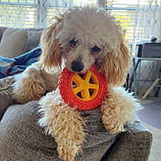 Tidbit joined the competition — help win amazing prizes! dog, poodle, toy, wheel, couch, indoor, pet, animal, curly_fur, light, window, blinds, relaxing, playful, furniture, cozy, home, canine, cute, portrait