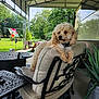 Tidbit is registered to the contest to win money with this photo: dog, curly_hair, outdoor, patio, chair, cushion, greenery, plant, table, metal, roof, relaxing, sunny, furniture, backrest, garden, decor, calm, daytime, pet