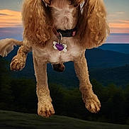 Tilley joined the competition — help win amazing prizes! animal, brown_dog, canine, collar, crescent_moon, cute, dog, fluffy, fur, jumping, landscape, mountains, nature, night_sky, outdoor, pet, portrait, sky, tag, twilight
