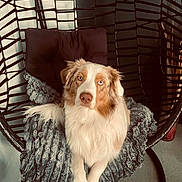 Blue participe au concours pour gagner de l'argent avec cette photo : animal, canine, dog, dogbed, person, pet, sitting