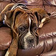 Atticus joined the competition — help win amazing prizes! dog, boxer, brown_leather_couch, pet, animal, resting, indoors, close_up, fur, canine, relaxed, companion, portrait, cute, domestic_animal, laying_down, brown, white_paw, collar, snout