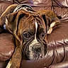 dog, boxer, brown_leather_couch, pet, animal, resting, indoors, close_up, fur, canine, relaxed, companion, portrait, cute, domestic_animal, laying_down, brown, white_paw, collar, snout