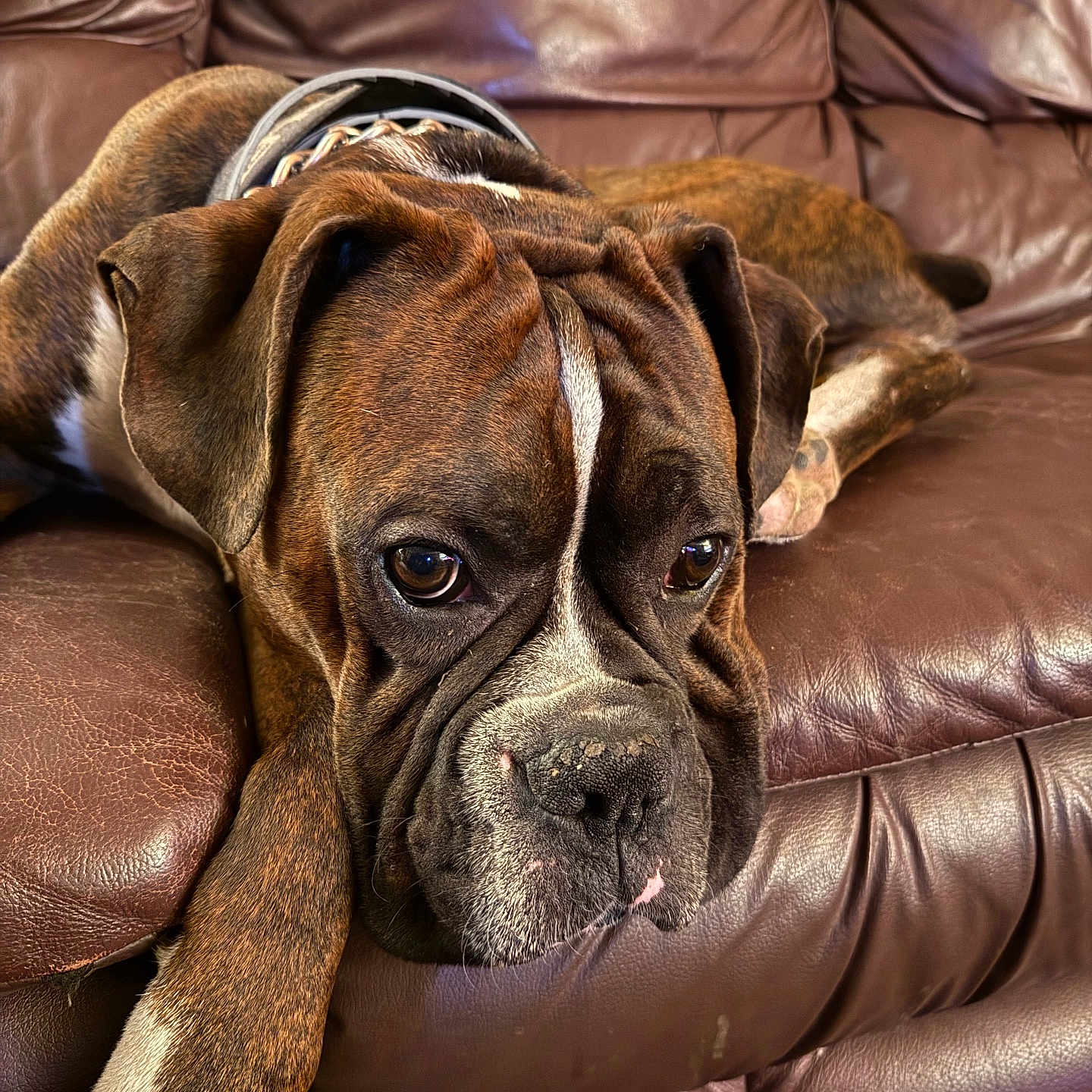 Atticus