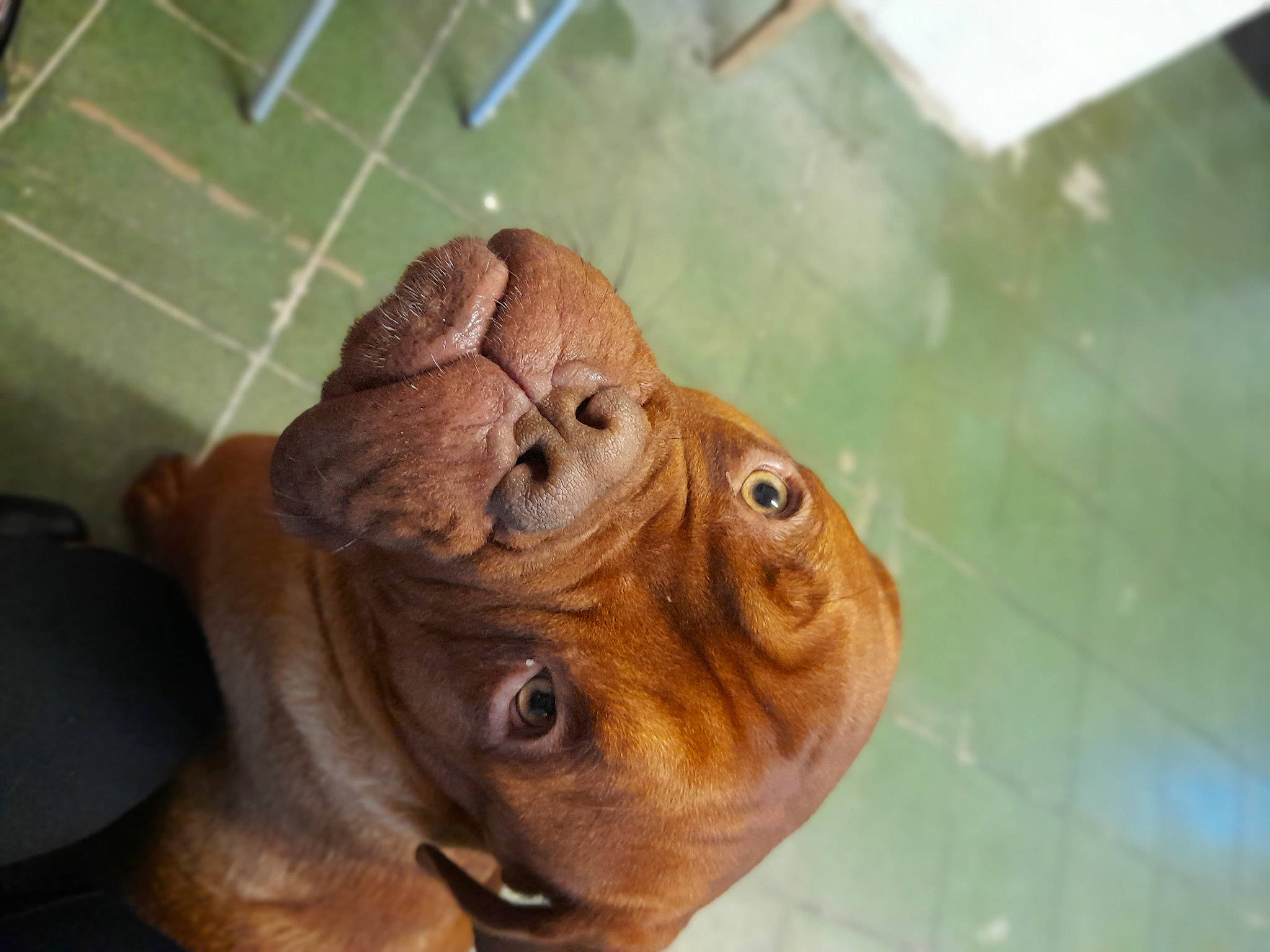 Drago participe au concours pour gagner de l'argent avec cette photo : art, artifact, canidae, carving, clay, dog_breed, eye, fawn, flooring, liver, metal, pottery, sculpture, snout, sporting_group, terrestrial_animal, visual_arts, wood, working_animal, wrinkle