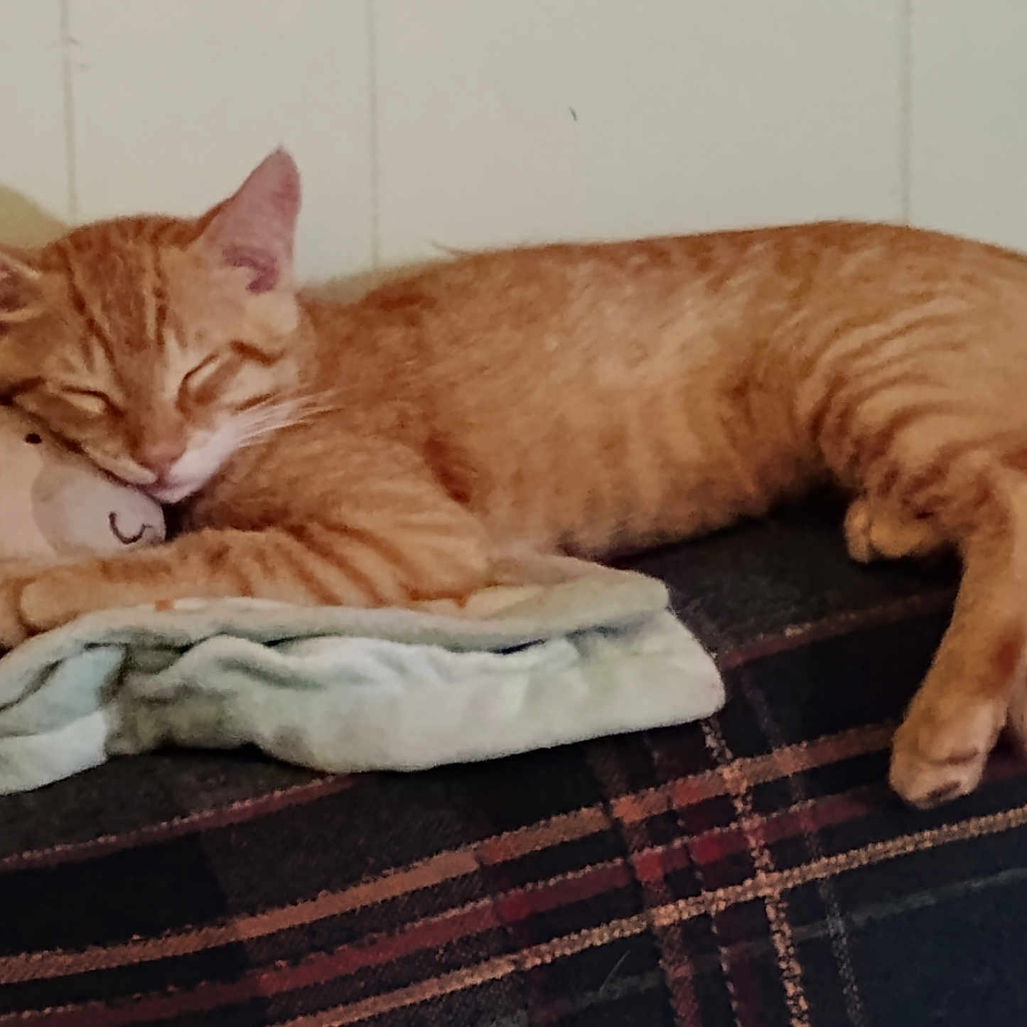 Bugsyboo is registered to the contest to win money with this photo: cat, orange_tabby, sleeping, stuffed_animal, blanket, couch, plaid, indoor, cozy, pet, feline, resting, cute, soft_toy, relaxed, domestic_animal, fur, whiskers, paws, nap