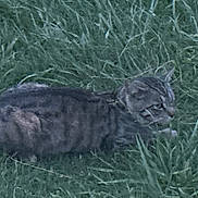 Sir Gregasus joined the competition — help win amazing prizes! cat, tabby, grass, outdoor, animal, feline, nature, wildlife, pet, stalking, crouching, green, blurred, mammal, fur, whiskers, ears, camouflage, field, daylight