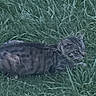 animal, blurred, camouflage, cat, crouching, daylight, ears, feline, field, fur, grass, green, mammal, nature, outdoor, pet, stalking, tabby, whiskers, wildlife