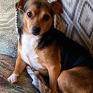 Chico is registered to the contest to win money with this photo: dog, small_dog, brown_dog, black_and_brown, pet, canine, sitting, couch, blanket, indoor, cozy, fur, ears, eyes, paw, relaxed, companion, animal, domestic, cute