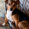Chico is registered to the contest to win money with this photo: dog, small_dog, brown_dog, black_and_brown, pet, canine, sitting, couch, blanket, indoor, cozy, fur, ears, eyes, paw, relaxed, companion, animal, domestic, cute