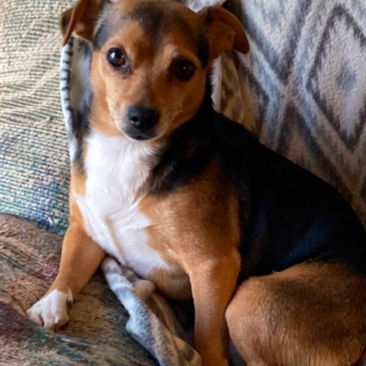 Chico