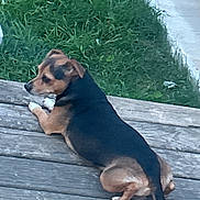 Chico is registered to the contest to win money with this photo: dog, small_dog, brown, black, wooden_planks, grass, outdoor, pet, animal, lying_down, side_view, relaxed, curious, nature, daylight, fur, tail, ears, paws, canine