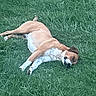 Sarge joined the competition — help win amazing prizes! animal, brown, canine, daytime, dog, ears, fur, grass, laying_down, mammal, nature, outdoor, peaceful, pet, quiet, relaxed, resting, snout, summer, white