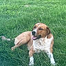 Sarge is registered to the contest to win money with this photo: animal, brown_and_white, canine, companion, daylight, dog, domestic_animal, field, fur, grass, happy, lying_down, mammal, nature, outdoor, pet, relaxed, resting, summer, tongue_out