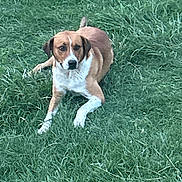 Sarge is registered to the contest to win money with this photo: animal, brown, calm, canine, dog, domestic_animal, field, fur, grass, greenery, lying_down, mammal, nature, outdoor, pet, portrait, quiet, resting, summer, white