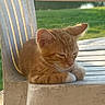 Cheddar is registered to the contest to win money with this photo: cat, kitten, orange_tabby, sleepy, chair, plastic_chair, outdoor, sunlight, grass, pet, animal, relaxing, nature, feline, young, whiskers, paw, wooden_deck, daylight, peaceful