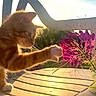 Cheddar joined the competition — help win amazing prizes! cat, kitten, orange_tabby, flower, pink_flower, paw, chair, plastic_chair, sunlight, backlight, outdoor, nature, plant, greenery, pet, animal, curious, close_up, daytime, summer