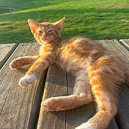 Cheddar joined the competition — help win amazing prizes! kitten, cat, orange_tabby, sunlight, wooden_deck, outdoor, nature, green_grass, relaxed, sleepy, animal, pet, feline, cute, warm_light, daytime, fur, paw, resting, young