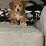 Coco is registered to the contest to win money with this photo: puppy, dog, curly_fur, brown, white, couch, blanket, indoor, pet, cute, animal, fur, small_dog, lying_down, cozy, home, living_room, adorable, soft_texture, companion