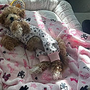 Coco is registered to the contest to win money with this photo: dog, puppy, pajamas, blanket, pink, bows, stars, bed, plush, fur, cute, cozy, indoor, soft, resting, small_dog, curly_fur, animal, pet, sleepy
