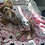 dog, puppy, pajamas, blanket, pink, bows, stars, bed, plush, fur, cute, cozy, indoor, soft, resting, small_dog, curly_fur, animal, pet, sleepy
