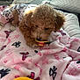 Coco joined the competition — help win amazing prizes! puppy, dog, curly_hair, pajamas, blanket, pink, pacifier, soft, cute, sleepy, indoors, pet, fur, cozy, resting, toy, warm_light, comfort, animal, young