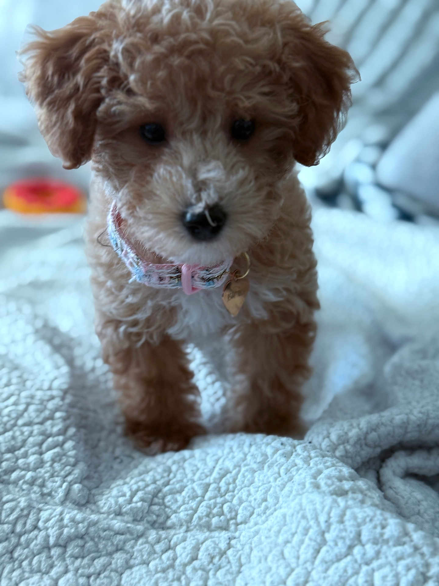 Coco