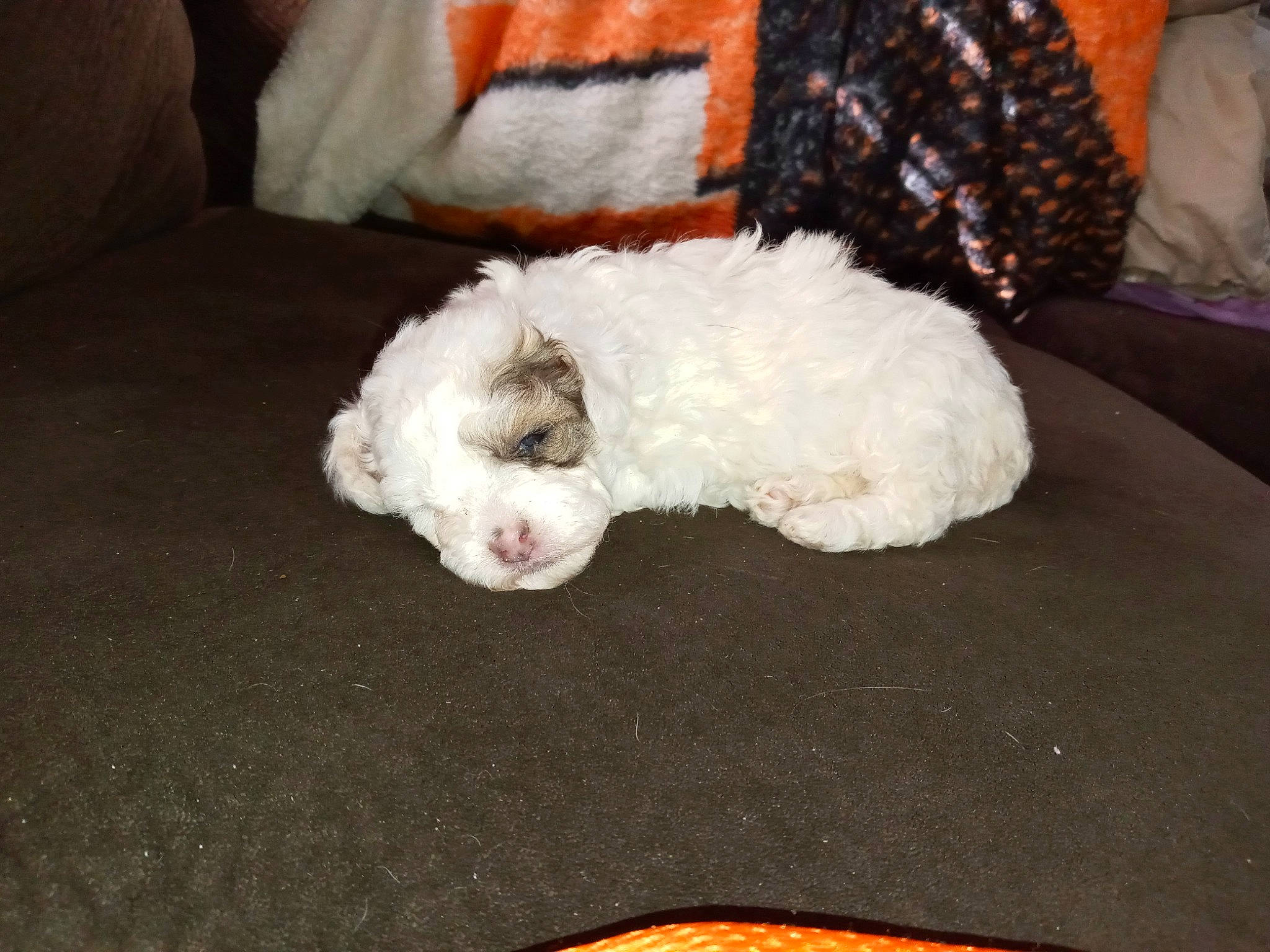 Fridget joined the competition — help win amazing prizes! bichon, bolognese, bolonka, canidae, carnivore, cockapoo, companion_dog, dog, dog_breed, havanese, lagotto_romagnolo, maltepoo, maltese, mammal, miniature_poodle, poodle, poodle_crossbreed, puppy, schnoodle, toy_poodle