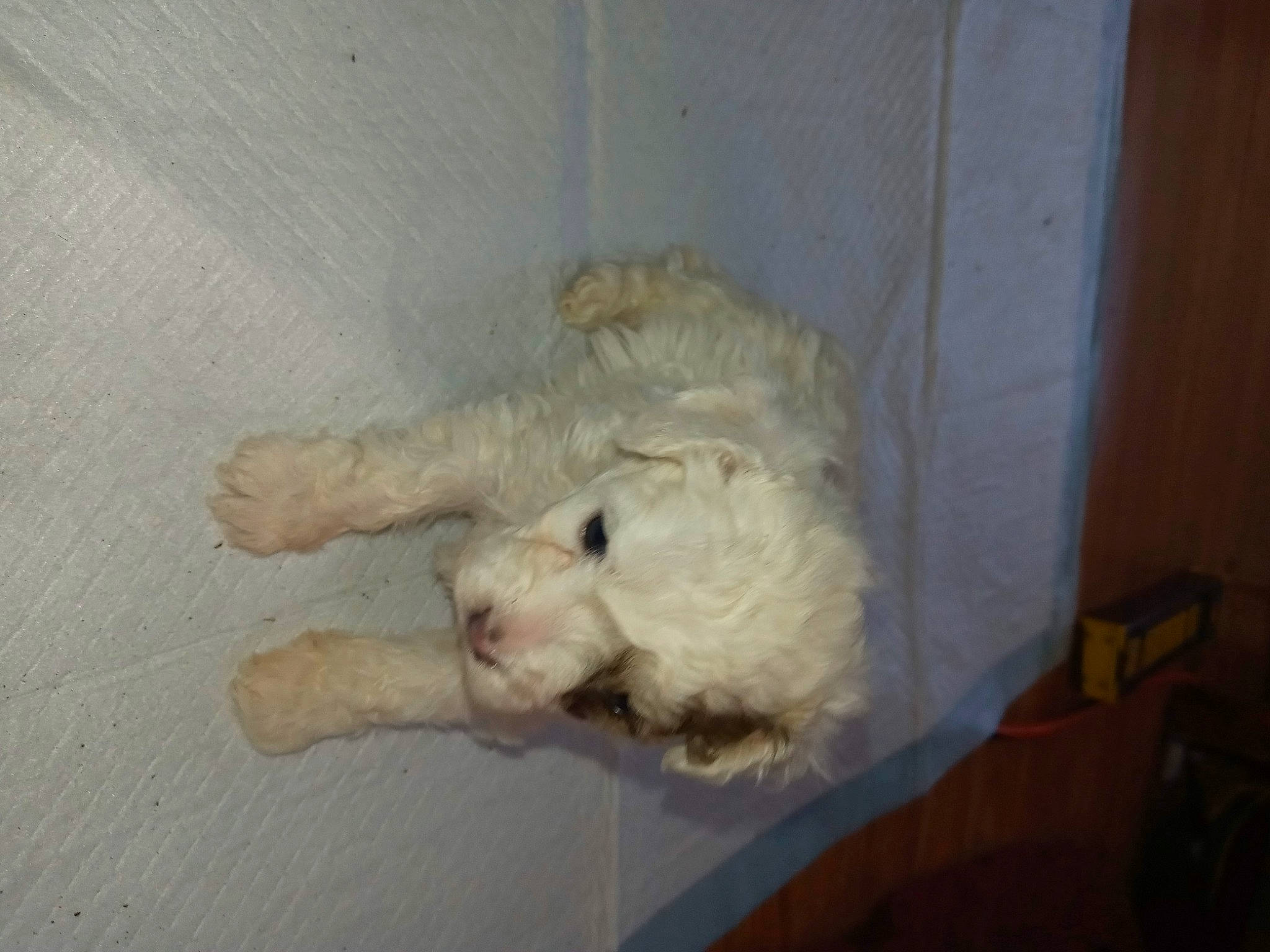 Fridget joined the competition — help win amazing prizes! bichon, bolognese, canidae, carnivore, cockapoo, dog, dog_breed, fawn, goldendoodle, havanese, labradoodle, lagotto_romagnolo, non_sporting_group, poodle, puppy, sporting_group, toy_dog, toy_poodle