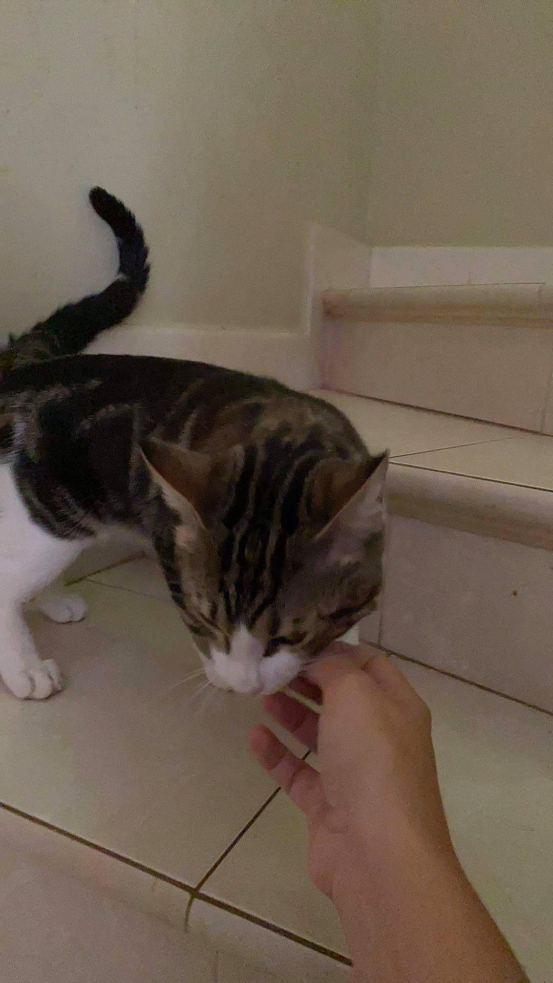 Sheik participe au concours pour gagner de l'argent avec cette photo : carnivore, cat, claw, comfort, domestic_short_haired_cat, ear, felidae, flooring, fur, hardwood, paw, small_to_medium_sized_cats, tail, terrestrial_animal, whiskers, wood