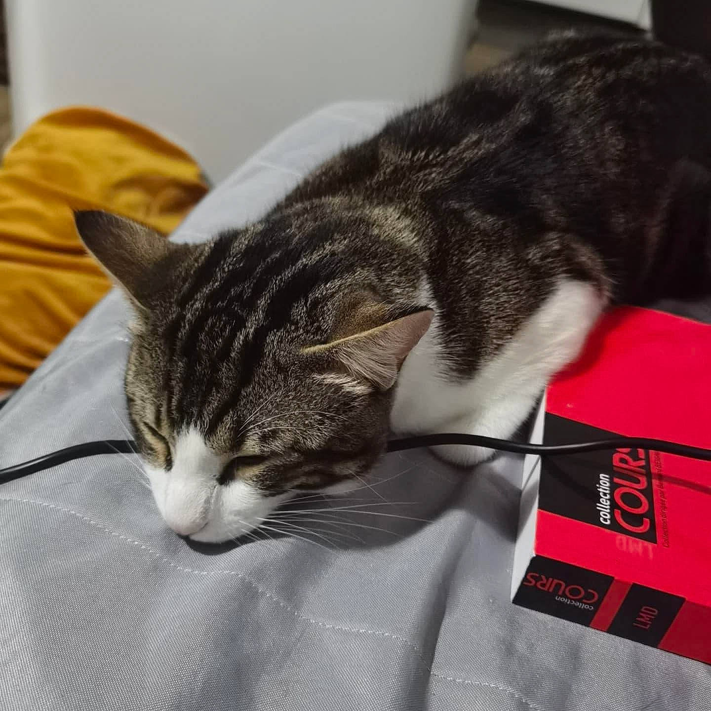 Sheik a rejoint le concours — aidez-le/la à gagner de superbes lots ! carnivore, cat, claw, comfort, domestic_short_haired_cat, felidae, fur, nap, paw, sleep, sleeve, small_to_medium_sized_cats, snout, tail, whiskers